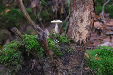 Single white little mushroom on wood in forest