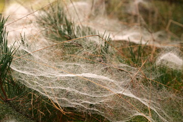 wet web in the morning