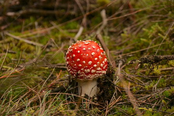 Young Red Amanita Muscaria Mushroom In The Forest