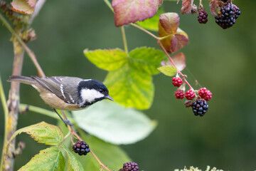 Beautiful Coal Tit (periparus ater) perched in a blackberry bush - Yorkshire, UK in September