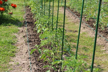 Fototapeta na wymiar planted tomato seedlings in the garden