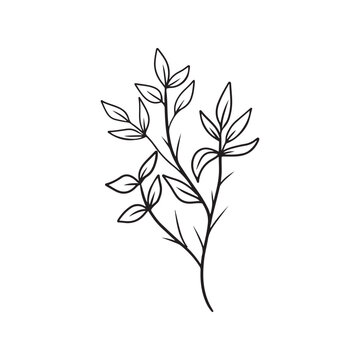 Abstract realistic branch with leaves in black isolated on white background. Hand drawn vector sketch illustration in doodle engraved vintage outline line art. Plant yanang thai siamese rosewood.