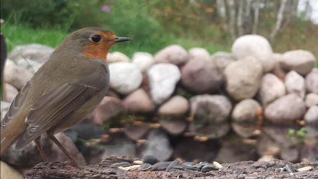 The European Robin (Erithacus rubecula), most commonly known in Anglophone Europe simply as the Robin, is a small insectivorous passerine bird that was formerly classed as a member of the thrush famil