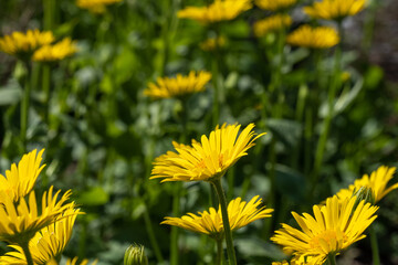 Bright yellow daisies with dark green leaves in the flowerbed. Flower background in sunny summer...