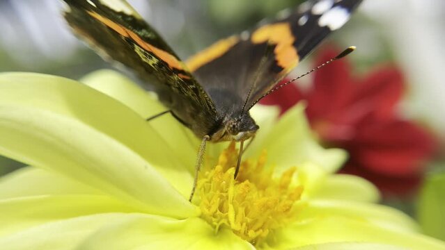 A butterfly with a proboscis collects nectar on a yellow flower. Close-up video