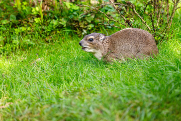 Yellow-spotted rock hyrax bush hyrax, Heterohyrax brucei
