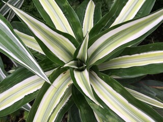 Detail of Cornstalk dracaena (Dracaena fragrans) plant