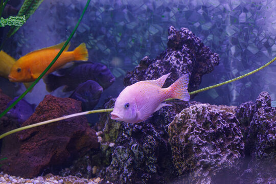 underwater photography of fish Protomelas fenestratus