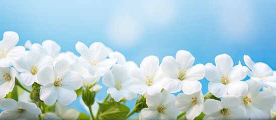 Fototapeta na wymiar Soft artistic image of white primroses in a spring forest on a blurred blue background with space for text