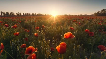 Deurstickers field of poppies © faiz