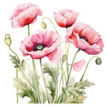 Red poppy flowers. Beautiful composition for greeting cards, invitations and floral design. Watercolor illustration on white background.Pink Anemone. Watercolor painting on white background.