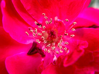 Close-up of a Vibrant Red Rose in Full Bloom