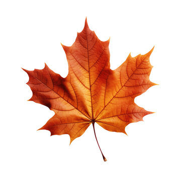Red maple leaf as an autumn symbol as a seasonal themed concept. Isolated transparent background.