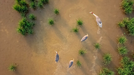 Aerial panning view of group of Sarus crane in wetland