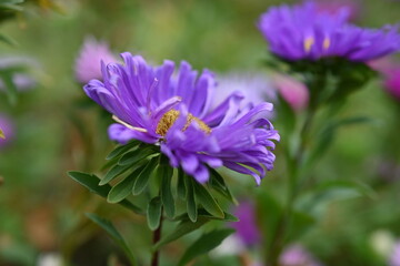 Obraz premium purple flower buds on an aster stem from above, aster buds of an annual Chinese aster or annual aster Callistephus chinensis, field purple pinnate white purple flowers close-up, meadow, 