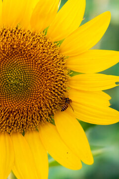  Close-Up of a Bee on a Vibrant Sunflower