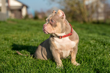 A pocket male American Bully puppy dog sitting on grass