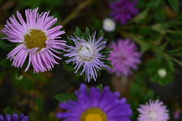 Obraz premium olorful autumn asters, autumn flowers, pink flower buds on an aster stem from above, aster buds of an annual Chinese aster or annual aster Callistephus chinensis, field purple pinnate
