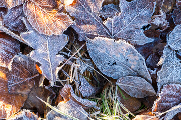 Frosty leaves with shiny ice frost in snowy forest park. Fallen leaves covered hoarfrost and in snow. Tranquil peacful winter nature. Extreme north low temperature, cool winter weather outdoor