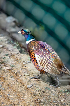 male pheasant bird closeup - national bird of nepal