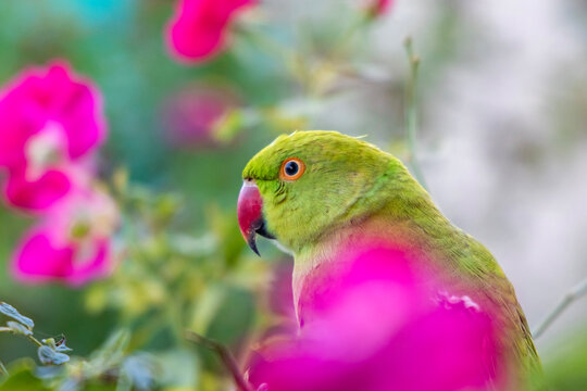 Beautiful Indian Ring-Necked Parakeet Parrot in a garden.