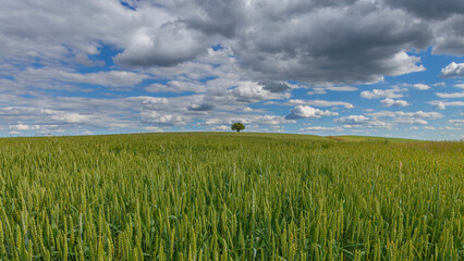 Wide open wheat field with single tree on the horizon