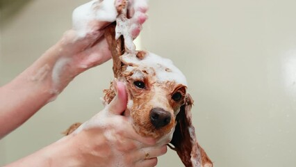 Female groomer bathing poodle at spa. Handheld shot of professional scrubbing dog in tub. She is working at pet salon.