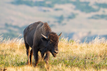 American Bison in a Wildlife Refuge 
