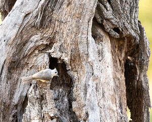 Tufted Titmouse on a Dead Tree 