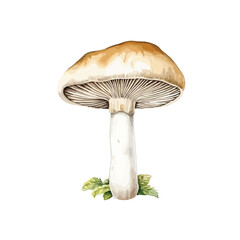 Watercolor porcini isolated on white background in the grass. Edible mushroom object. Autumn season for mushroom hunting. Hand drawn illustration.Watercolor hand painted mushroom 