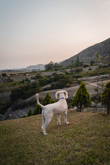 Naklejka premium dog on the hill