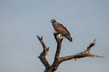 white tailed eagle - hawk sitting on a branch in south africa on a sunny day in the kruger national park spotted by a wildlife photographer