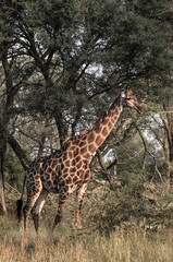 close up of an african giraffe with birds on his neck search for food in the bush of kruger national park in south africa on cloudy day