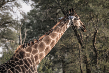 close up of an african giraffe with birds on his neck search for food in the bush of kruger national park in south africa on cloudy day
