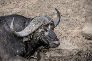 cape buffalo in the wild - relaxing in the cold mud during a hot summer day