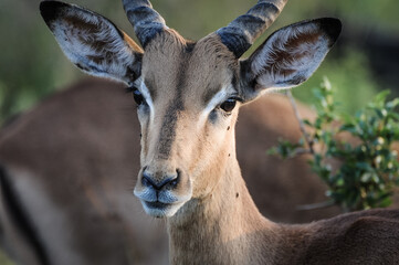 close up of an alerted impala antelope in kruger park in south africa - prey is checking if its in...