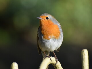 European Robin on a fence 
UK