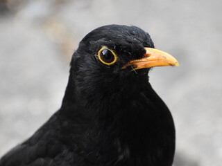 Male blackbird 