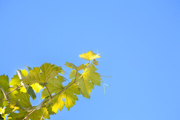 yellow grape leaves against sky