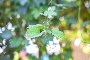 green vine leaves on the tree