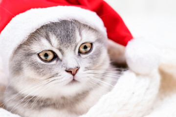 cute gray kitten wearing a christmas santa claus hat