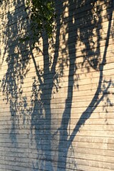 Shadow of a tree from the setting sun on a wall made of horizontally stacked boards