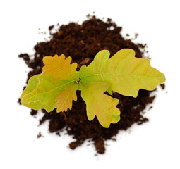 Tree oak planted in the soil. - 652976536
