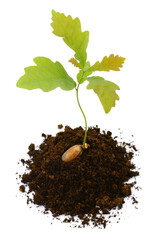 Tree oak planted in the soil.