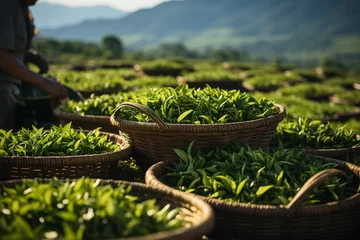 Fotobehang .workers gathering ceylon tea on green plantation © Наталья Добровольска