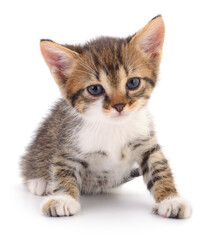 Kitten on white background.