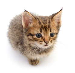Kitten on white background.