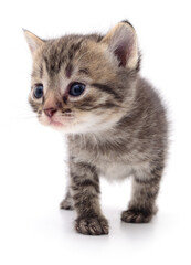 Kitten on white background.