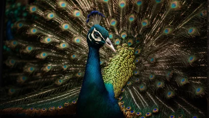 Fototapeten Primo piano di un bellissimo pavone maschio mentre sfoggia le sue piume © Wabisabi