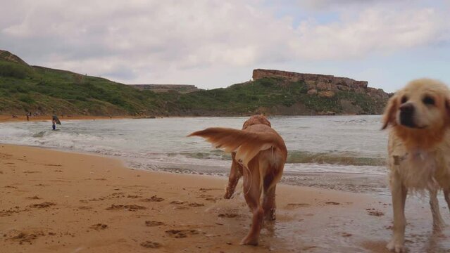 Dogs play on the beach and shake off the water